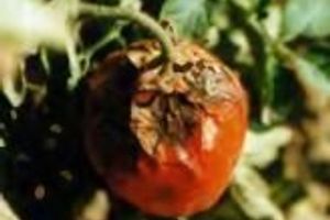 Томати, Альтернариозная пятнистость томатов в период дозревания или хранения
