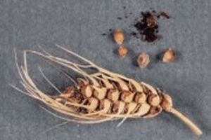 Зерновые колосовые, Карликовая головня пшеницы