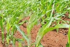 Кукуруза, Обработка почвы при выращивании кукурузы