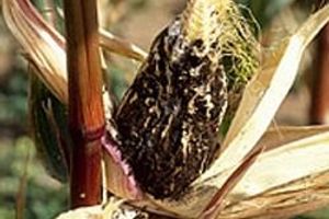 Кукуруза, Пыльная головня развитие и поражение
