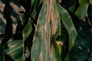 Кукуруза, Северный гельминтоспориоз посевов кукурузы