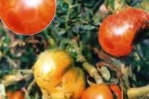Томати, Вирус огуречной мозаики на томатах