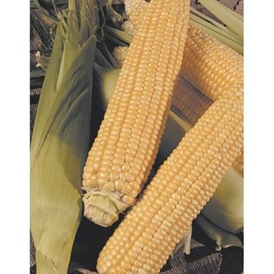 Сладкая кукуруза Димакс F1 0,5 кг