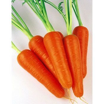Морква Абако F1 200 тис. насіння 1,4-1,6