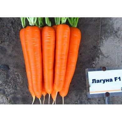 Морковь Лагуна F1 25 тыс. семян 1,6-1,8