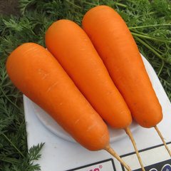 Морква Болівар F1 100 тис. насіння 1,4 - 1,6