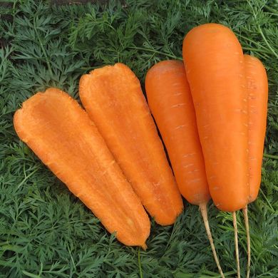 Морковь Боливар F1 100 тыс. семян 1,4- 1,6