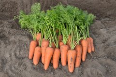 Морква Каспі F1 100 тис. насінин 1,4-1,6