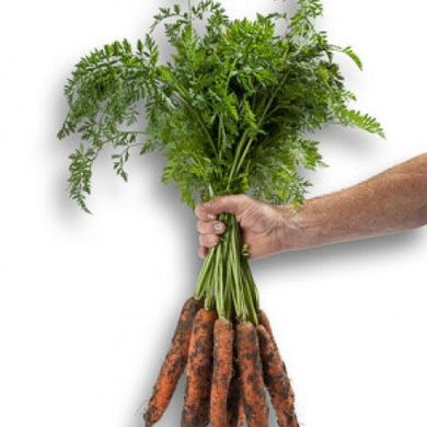 Морковь Джерада F1 25 тыс. семян 1,6-1,8