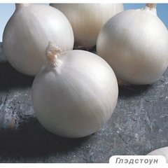 Біла цибуля Гледстоун 10 тис. насіння
