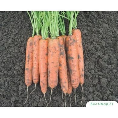 Морковь Балтимор F1 100 тыс. семян 1,6-1,8