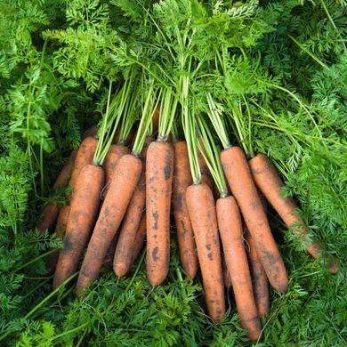 Морковь Ниланд F1 100 тыс. семян 1,6-1,8