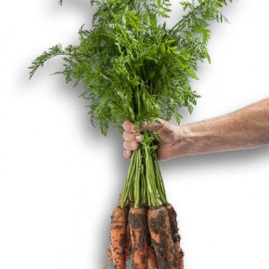 Морква Морелія F1 25 тис. насіння 1,6-1,8