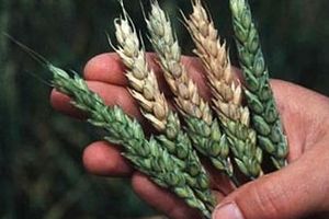Зерновые колосовые, Фузариоз на посевах пшеницы и ячменя