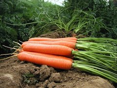 Морква Дейлянс F1 100 тис. насіння 1,6-1,8