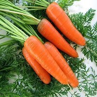 Морковь Эмперор F1 100 тыс. семян