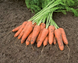 Морковь Карини фото №1 из 2