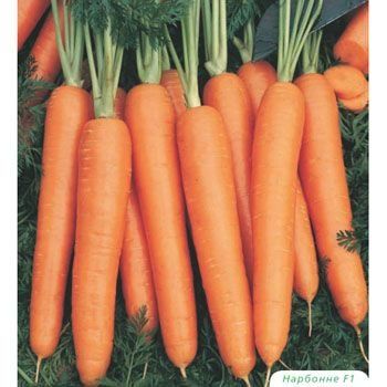 Морква Нарбоне F1 100 тис. насіння 1,6-1,8