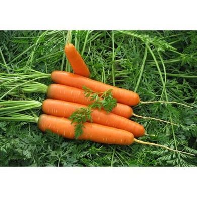 Морква Сатурно F1 25 тис. насіння 1,6-2,0