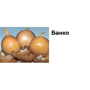 Цибуля Банко 250 тис. насінин