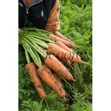 Морква Кордоба F1 100 тис. насіння 1,6-1,8