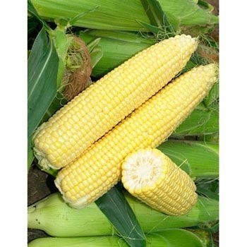 Кукуруза Сигнет F1 5 тыс. семян