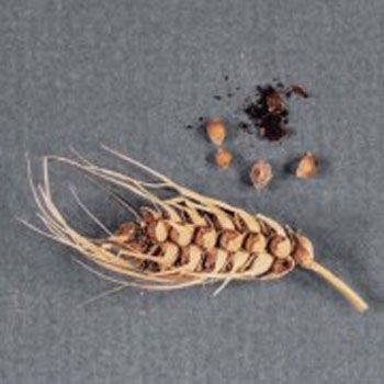 Карликовая головня пшеницы