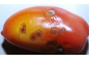 Антракноз плодов томатов