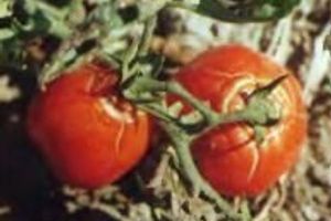 Томати, Неинфекционное растрескивание плодов томатов