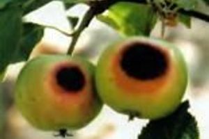 Повреждения семечковых плодовых культур, вызываемые высокими температурами