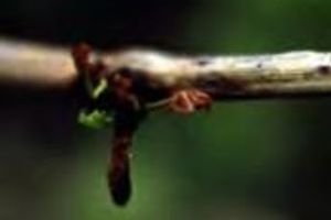 Повреждения винограда, вызываемые неблагоприятны­ми абиотическими фактора­ми среды