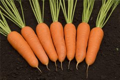 Морква Кентон F1 100 тис. насіння 1,4-1,6