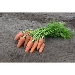 Морква Курасао F1 100 тис. насіння 1,6-1,8
