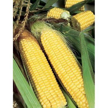 Кукурудза Трофі F1 5 тис. насіння