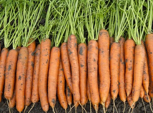 Морковь Карлано F1 200 тыс. семян