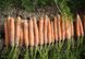 Морковь Карлано F1 200 тыс. семян фото №2 из 2
