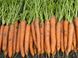 Морковь Карлано F1 200 тыс. семян фото №1 из 2