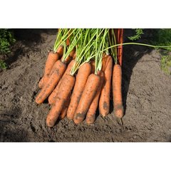 Морква Норвалк F1 100 тис. насіння 1,6-1,8