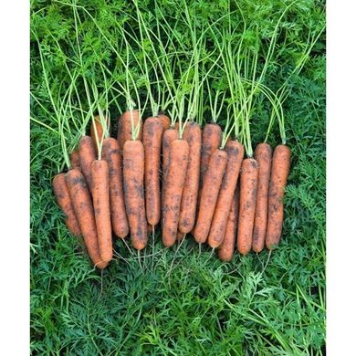 Морковь Норвалк F1 100 тыс. семян 1,6-1,8