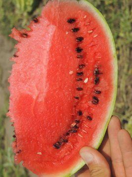 Кавун АУ Продюсер 0,5 кг