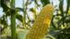 Кукуруза Джет F1 1000 семян фото №2 из 3