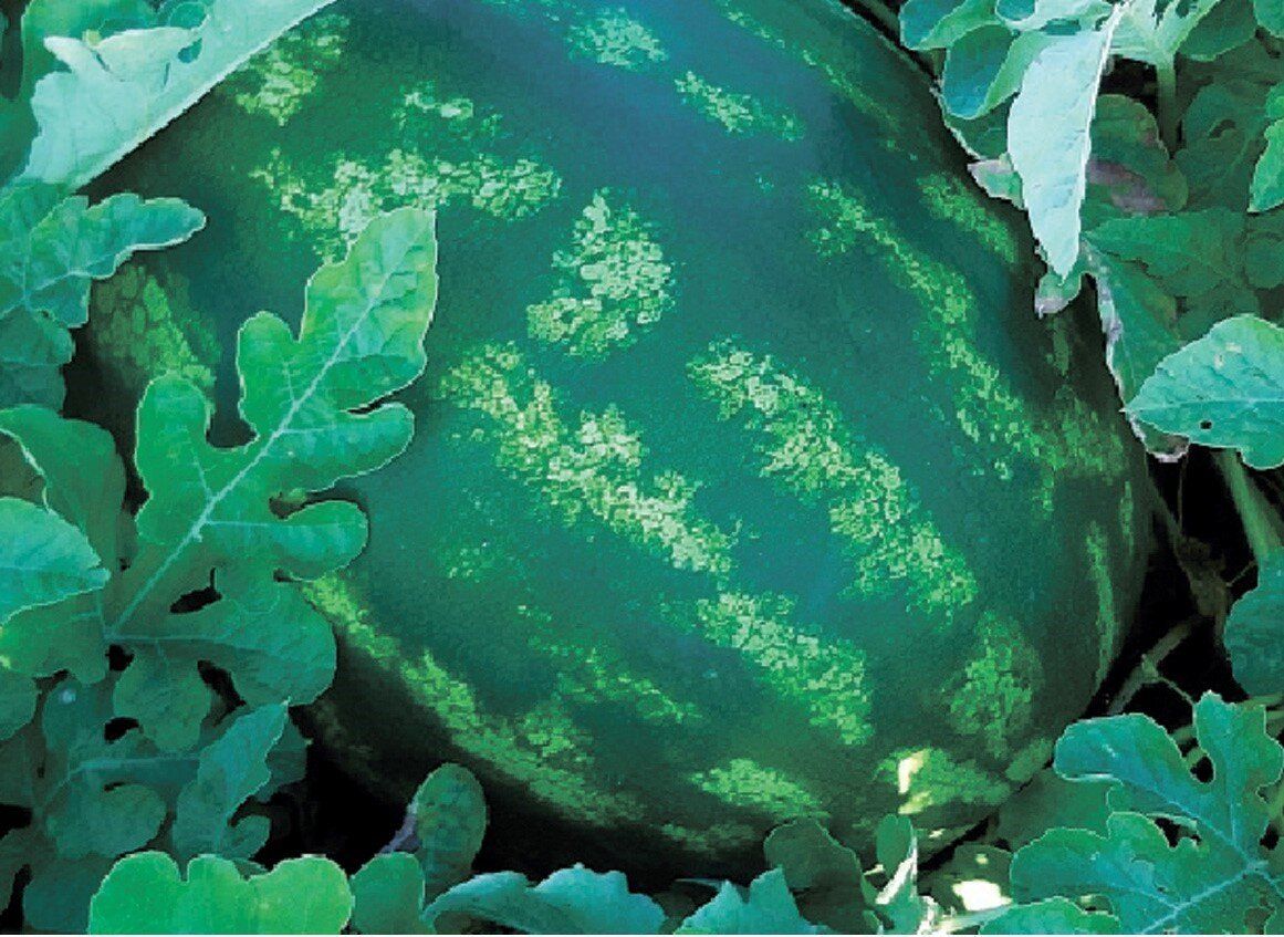 Какие хорошие семена арбузов. Голубой Арбуз фото. Au Producer Watermelon. Как вырастают арбузы и дыни.