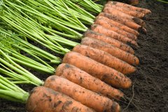 Морковь Каскад F1 100 тыс. семян 1,6-1,8