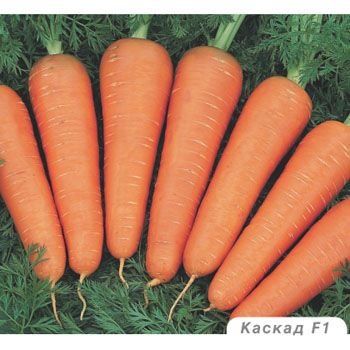 Морковь Каскад F1 100 тыс. семян 1,6-1,8
