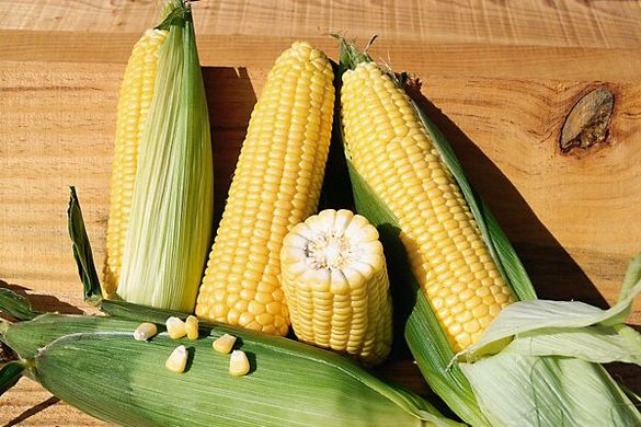 Кукурудза Елемент F1 100 тис. насіння