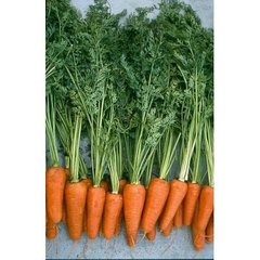 Морковь Шантане 2-Комет 0,5 кг