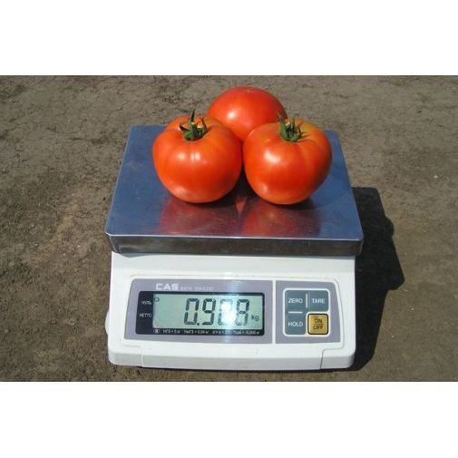 Семена полудетерминантных томатов |  семена среднерослых томатов .