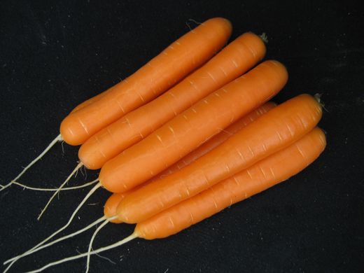 Морковь Санторин F1 100 тыс. семян 1,6-2,0
