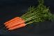Морковь Санторин F1 100 тыс. семян 1,6-2,0 фото №1 из 2