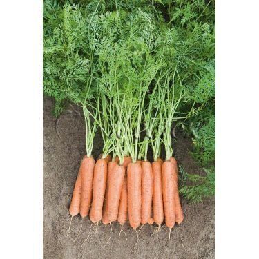 Морква Ньюкасл F1 100 тис. насіння 1,6-1,8